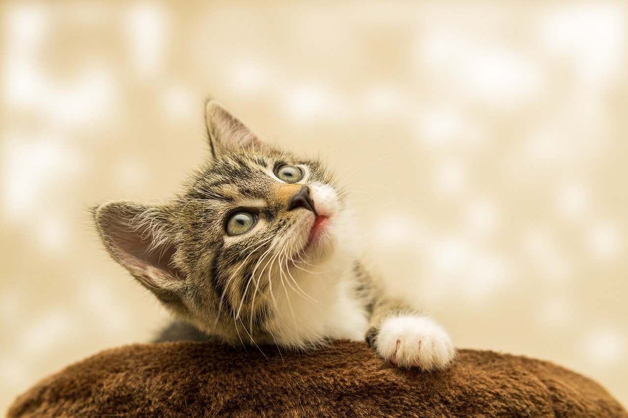 Why Is My Cat Sneezing Blood? Best 7 Expert Tips!