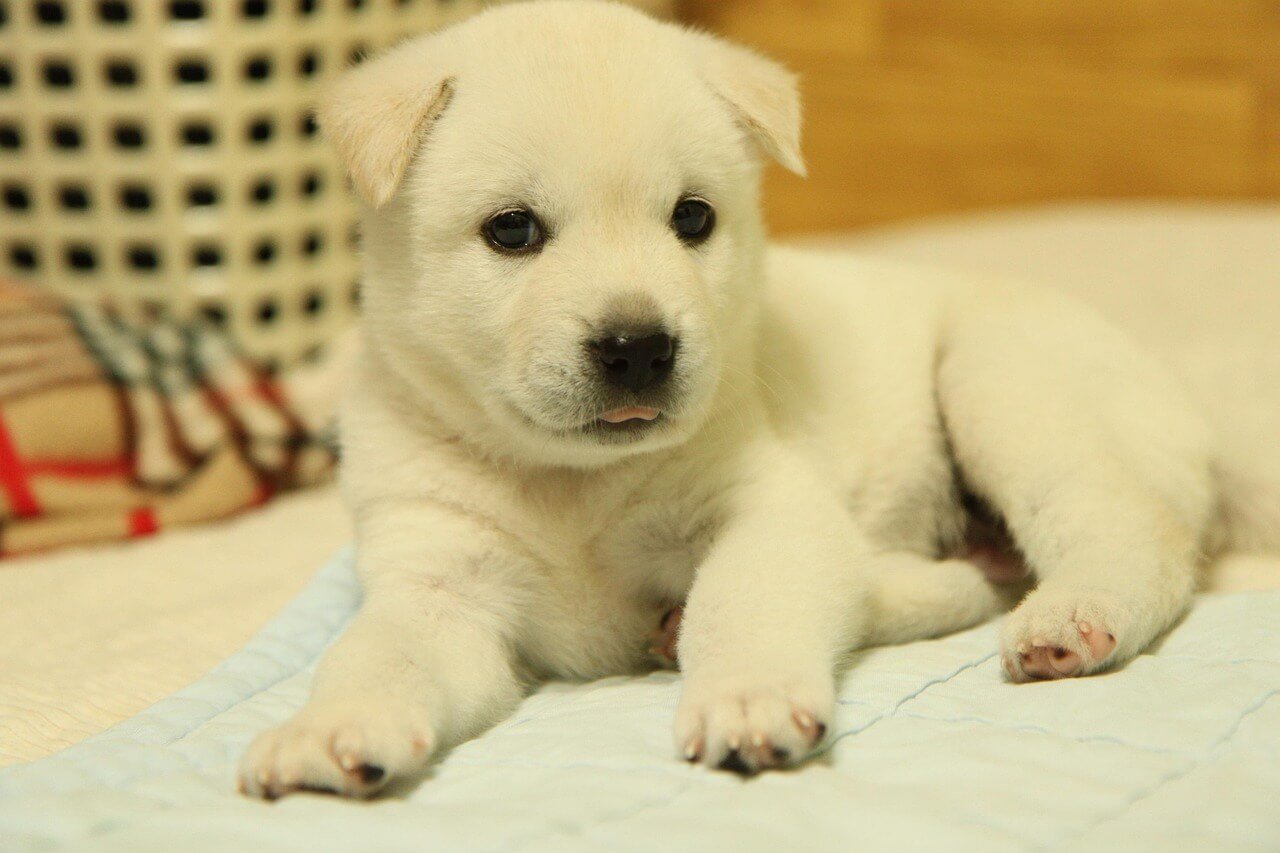 What Are Whale Eyes in Dogs? Best 7 Expert Tips!