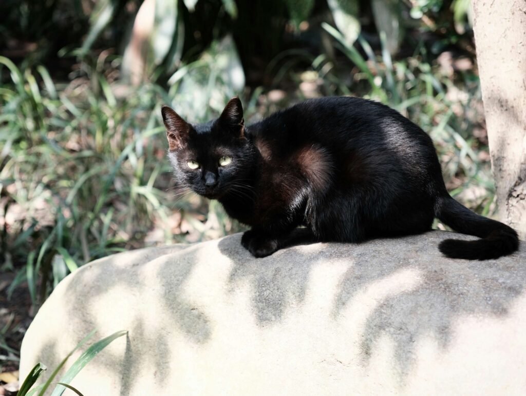 How to Put a Harness on a Cat: Best 7 Expert Tips!