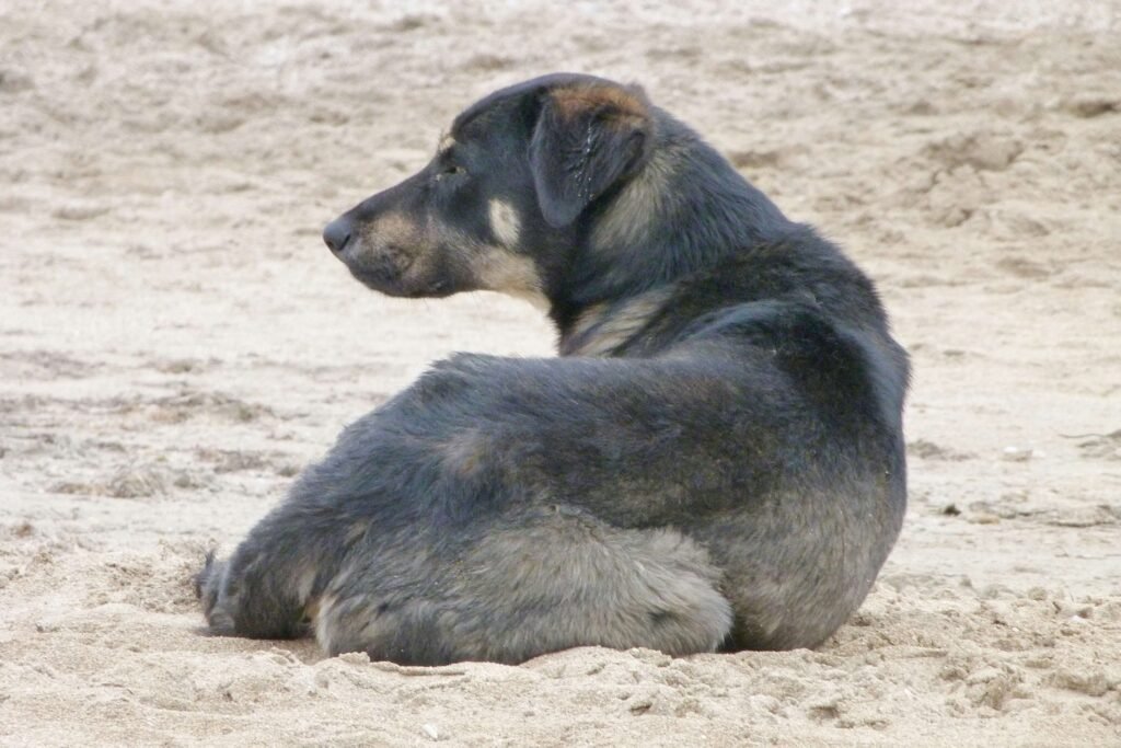 Crate Training an Older Dog with Separation Anxiety: Best 7 Tips