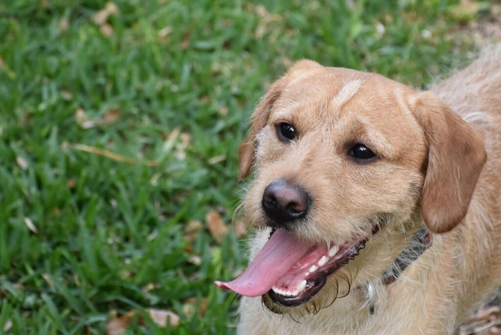 White Gums in Dogs: Best 7 Expert Tips!