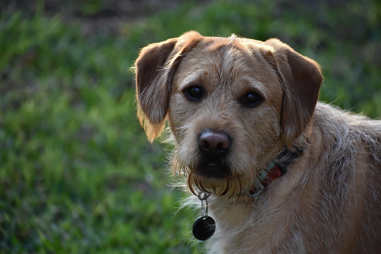 Distichiasis in Dogs: Best 7 Expert Tips!