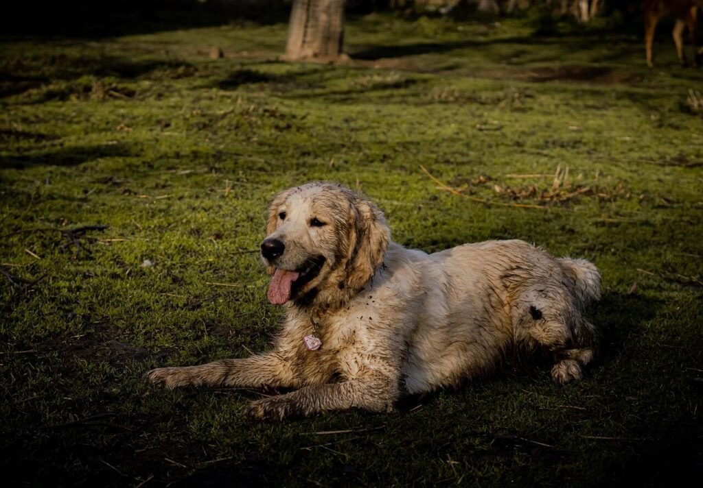 Dog Camping Gear: Best 7 Expert Tips!
