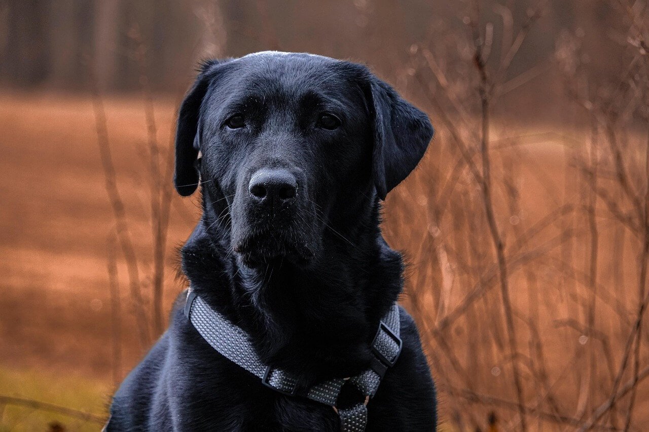 Can I Feed My Dog Ground Turkey Every Day? Best 7 Tips!