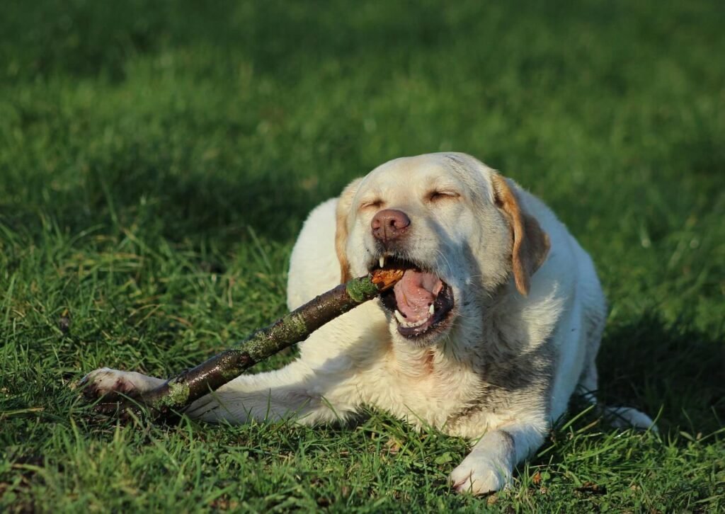 Apple Cider Vinegar for Dog Ear Infections: Best 7 Tips!