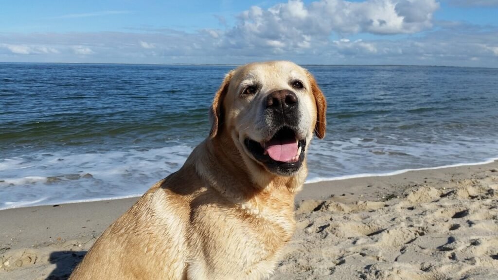 Homemade Dog Ear Cleaner with Coconut Oil: Best 7 Tips!