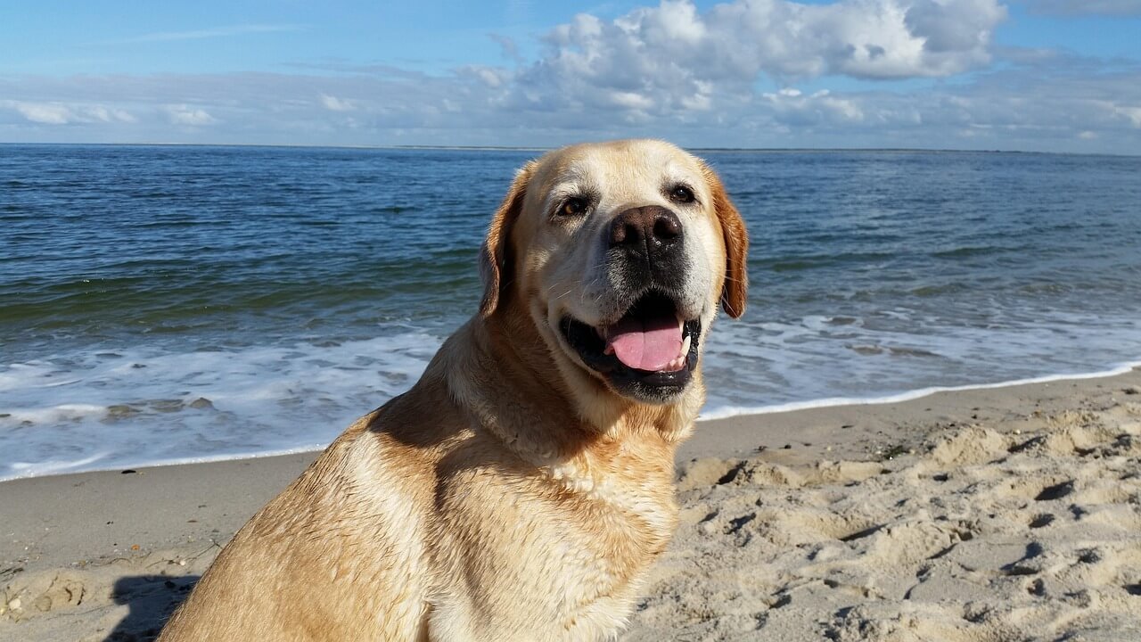 Homemade Dog Ear Cleaner with Coconut Oil: Best 7 Tips!