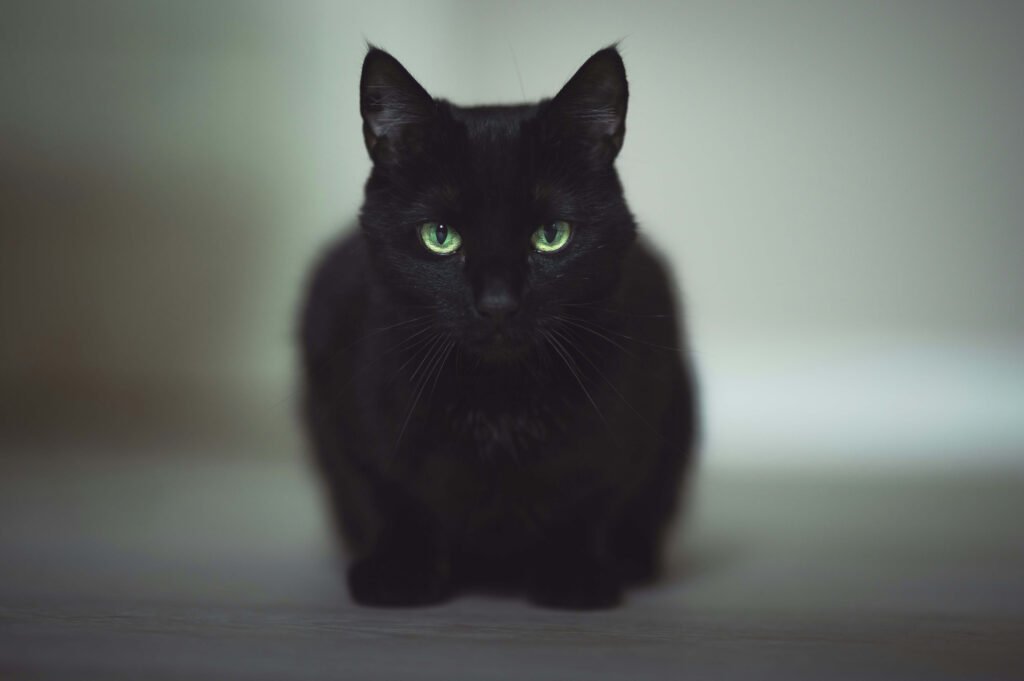 Cat Constipation Home Remedies: Best 7 Expert Tips!