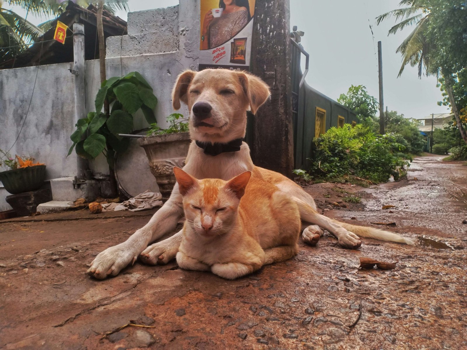 Cat and Dog Fighting: Best 7 Expert Tips!