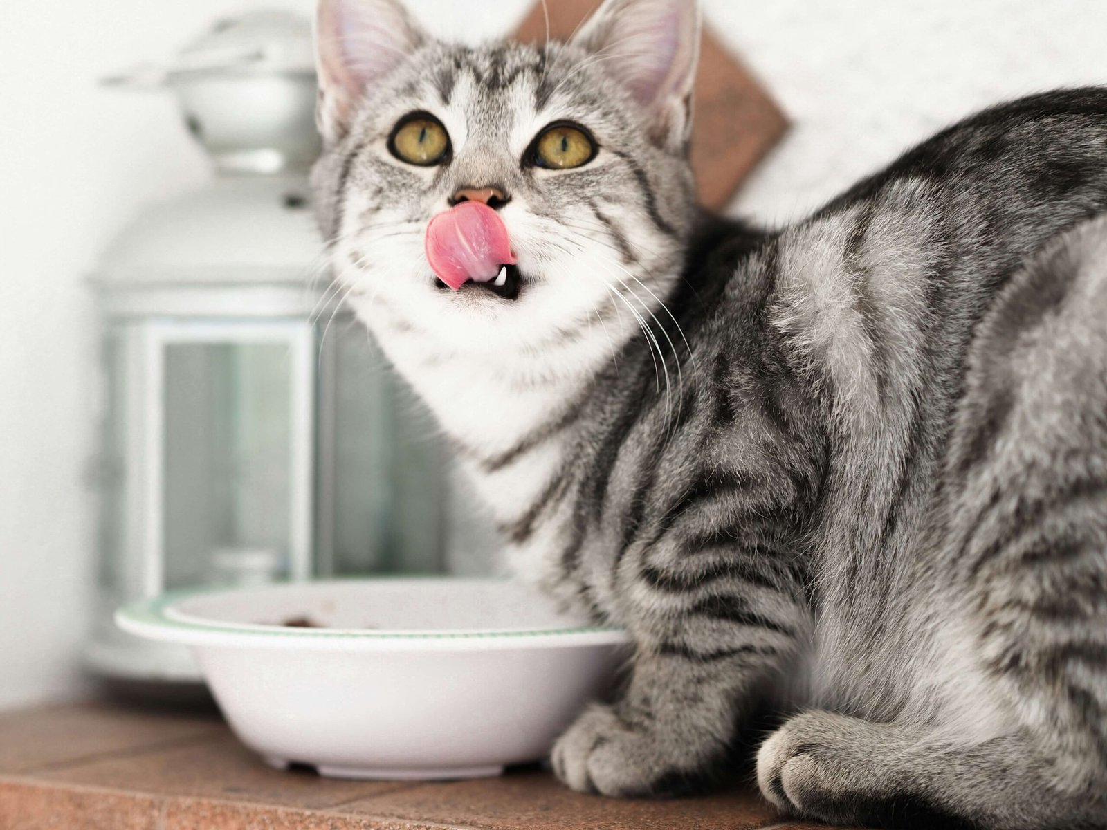 Can Cats Eat Peanut Butter? Best 7 Health Tips!