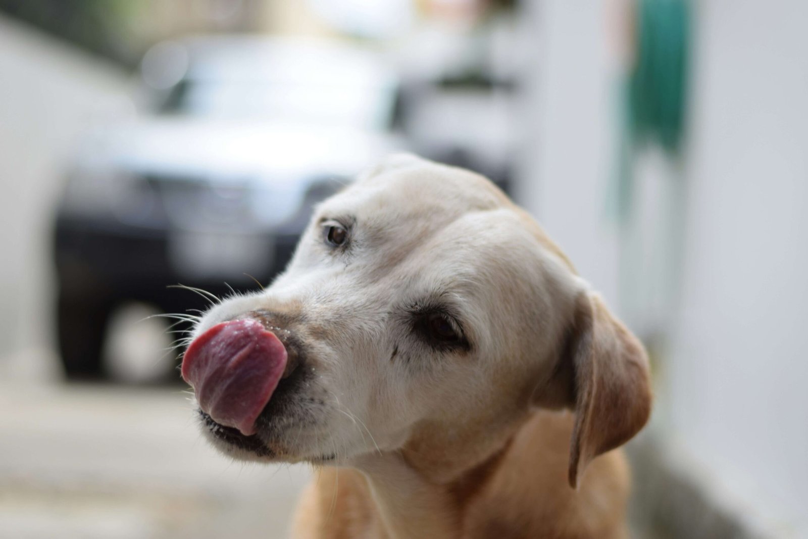 Understanding Sebaceous Cysts in Dogs: Best 7 Expert Tips!