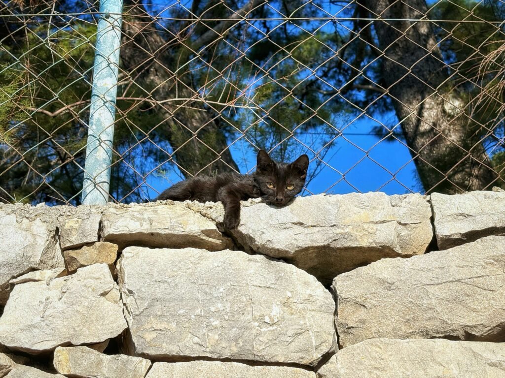 How to Get a Feral Cat to Trust You: Best 7 Expert Tips!