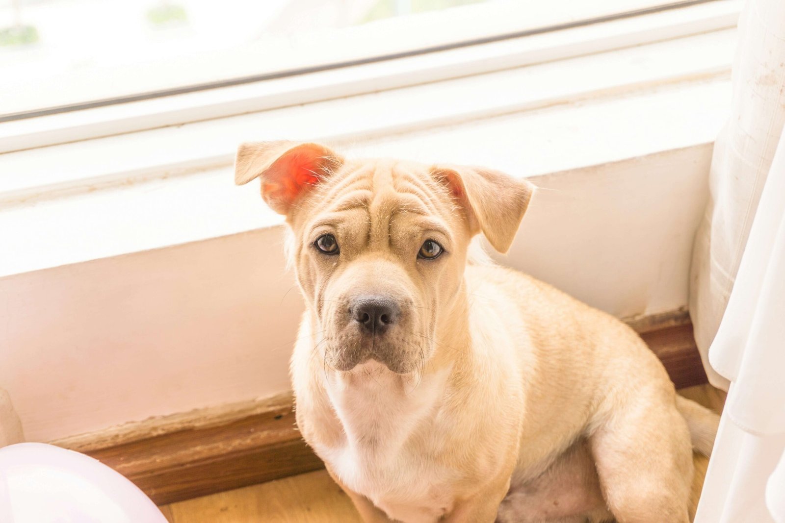 Understanding Dog Knuckling Front Paw: Best 7 Expert Tips!