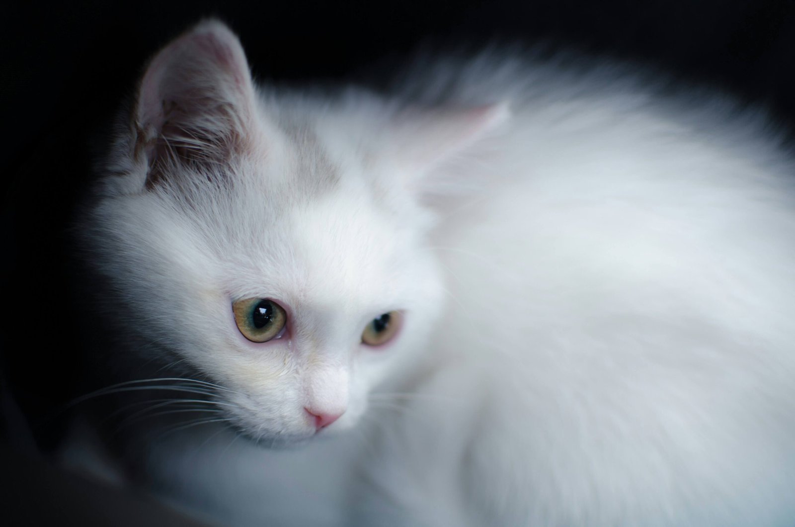 Understanding Angora Cat Price: Best 7 Expert Tips!