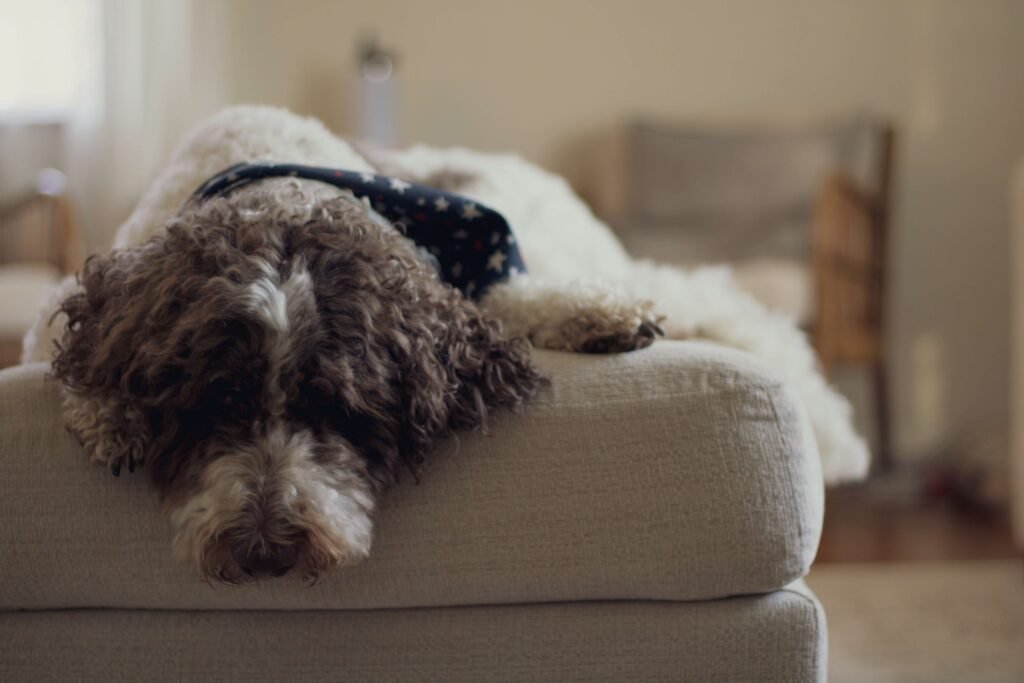 Understanding Dog Deafness: Best 7 Health Tips!