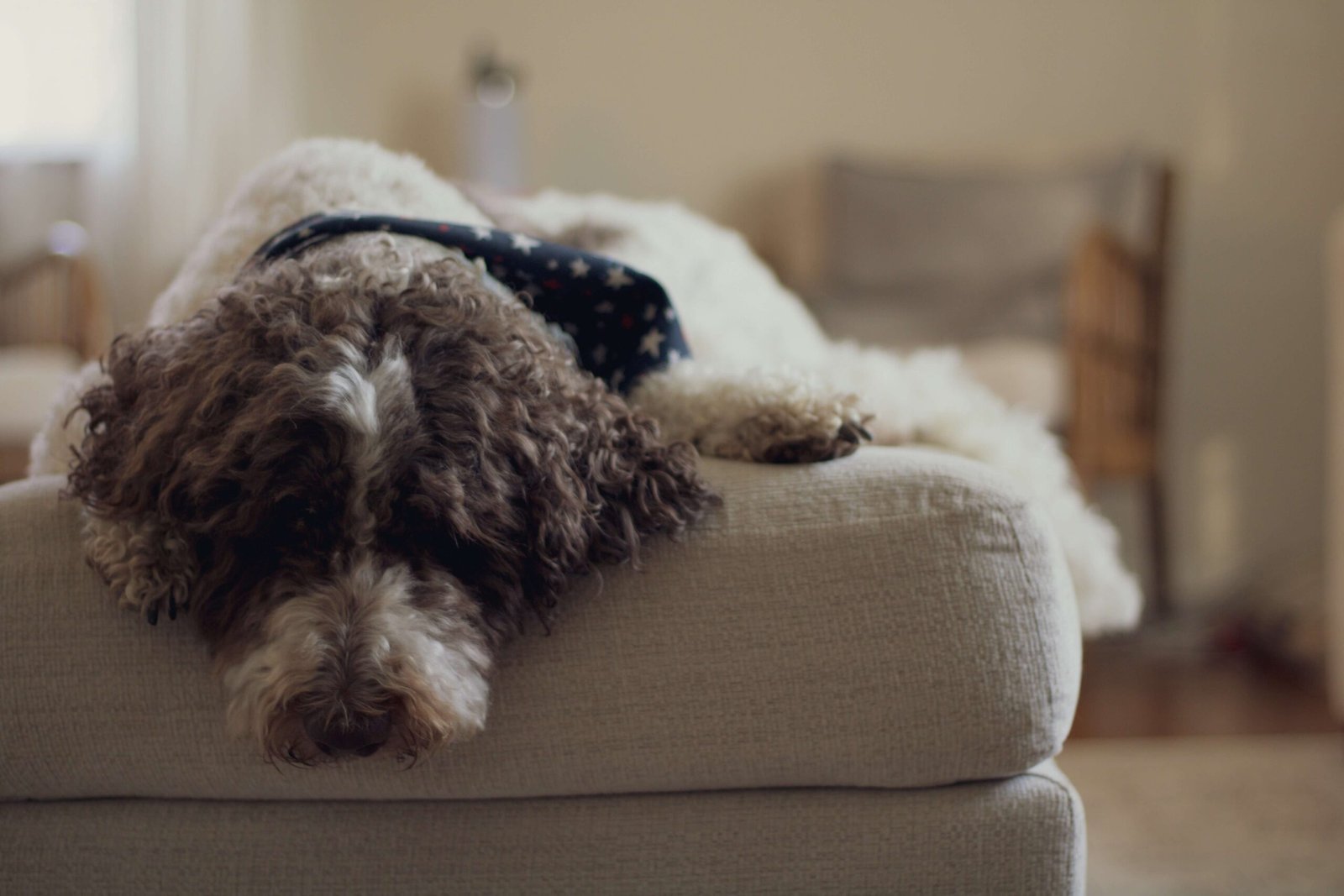 Understanding Dog Deafness: Best 7 Health Tips!