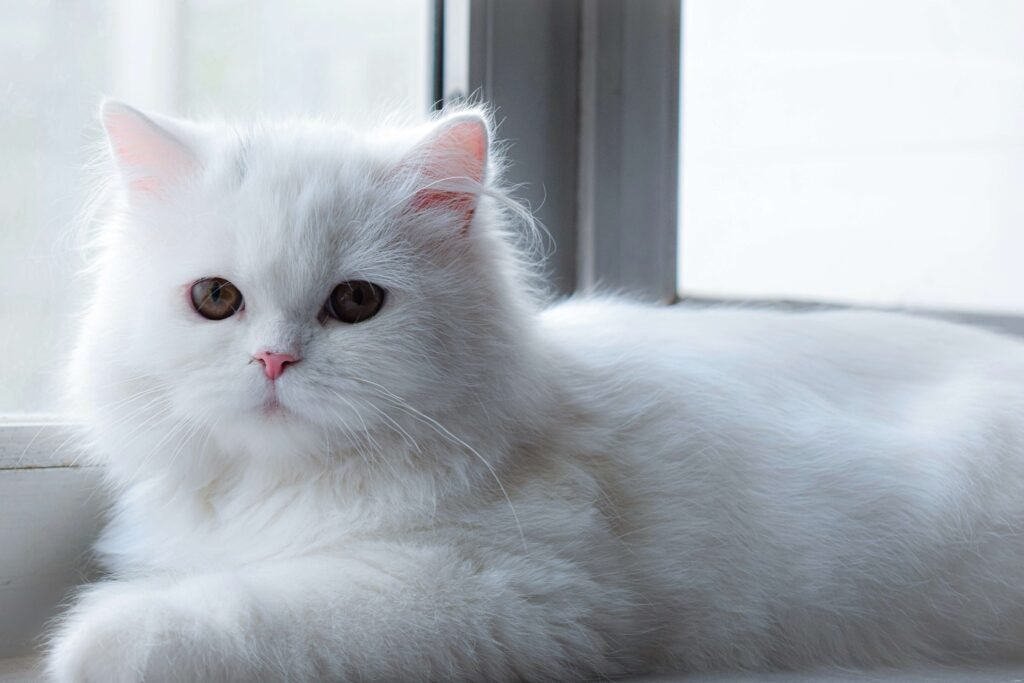 Can Cats Sense Pregnancy? Best 7 Expert Tips!