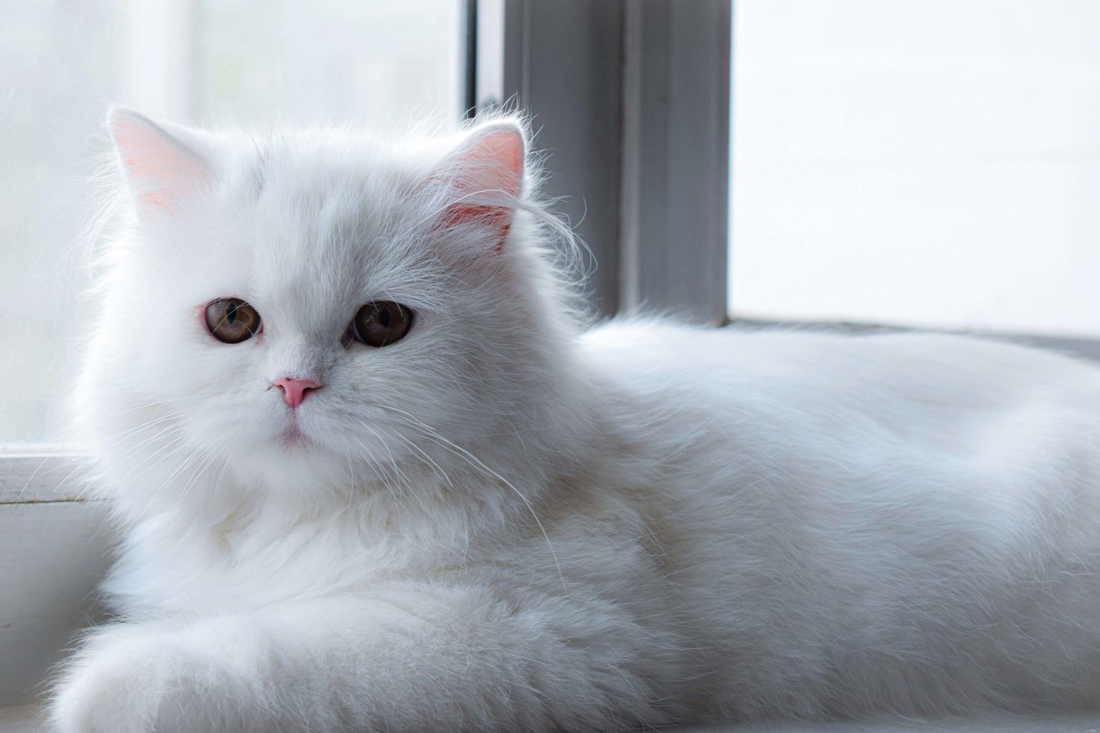 Can Cats Sense Pregnancy? Best 7 Expert Tips!