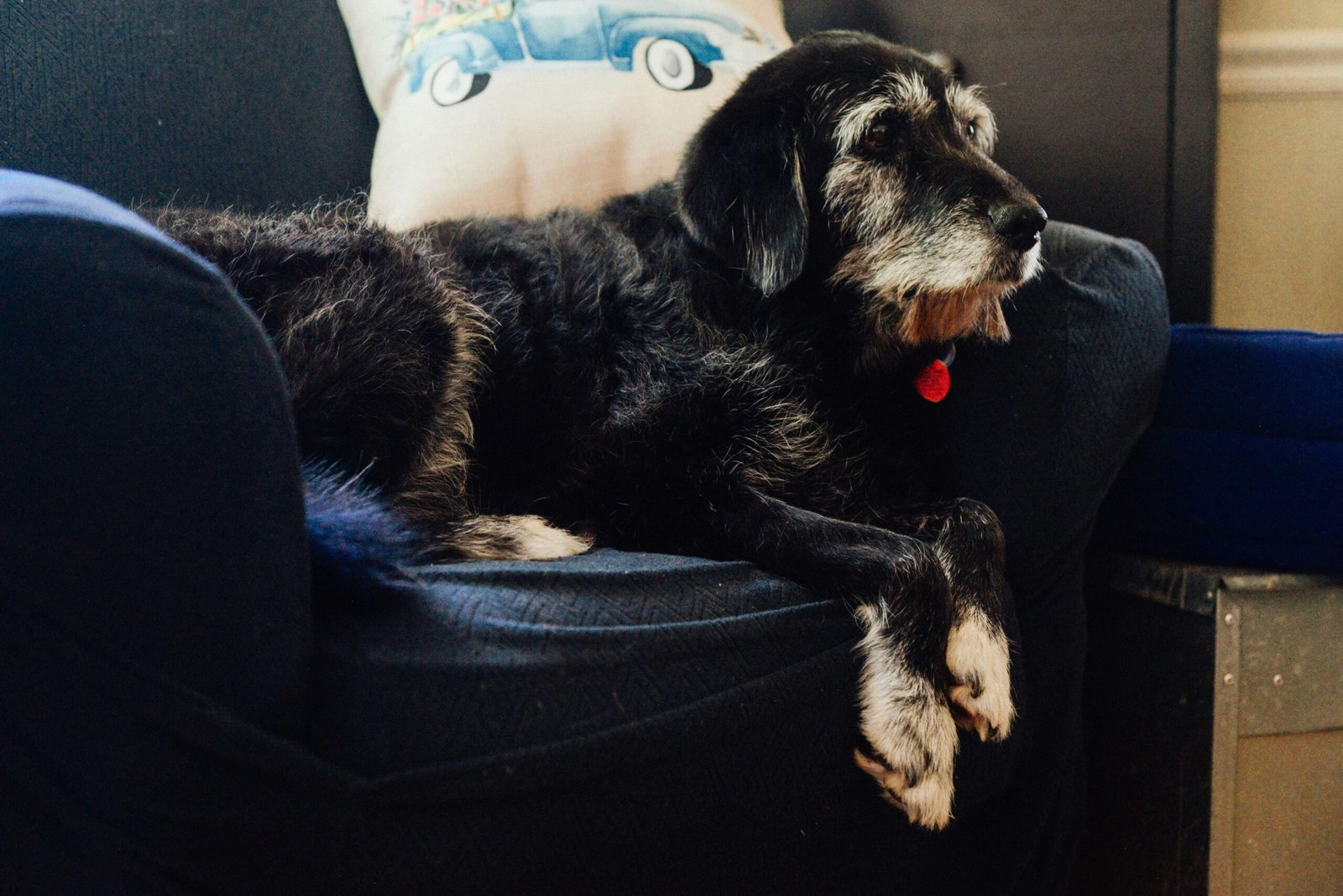 Old Dog Losing Hair in Patches and Scabs: Best 7 Tips!