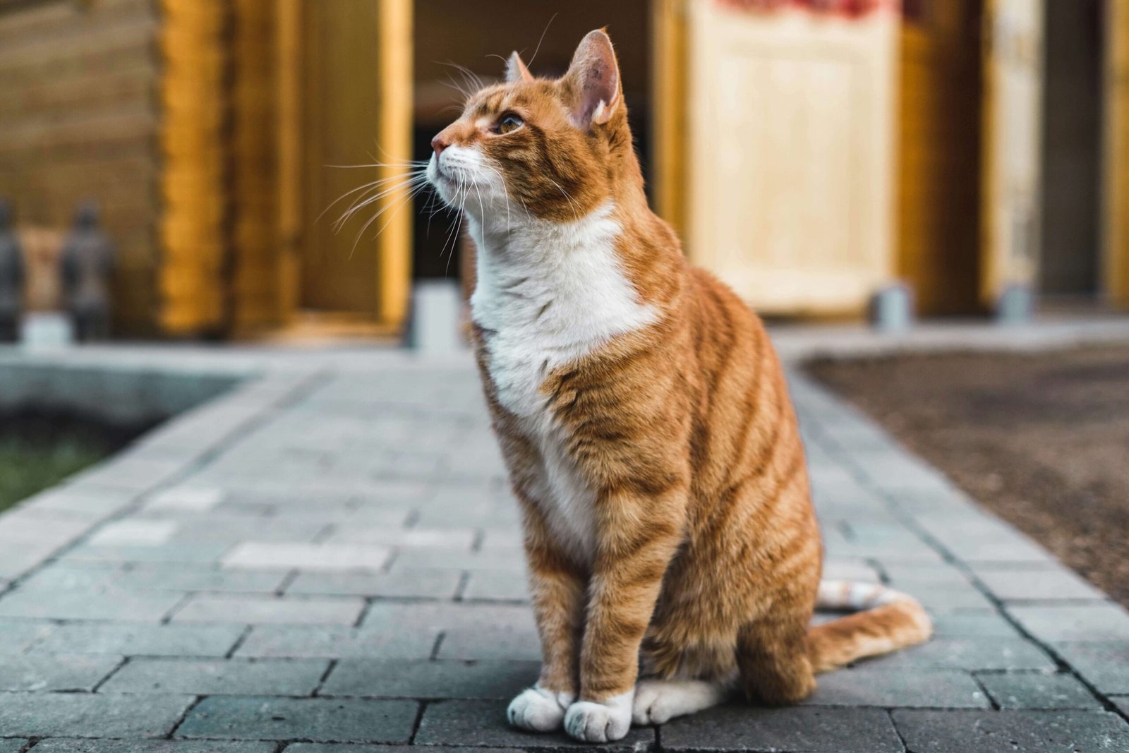 How Much Amoxicillin for a Cat in ML? Best 7 Health Tips!