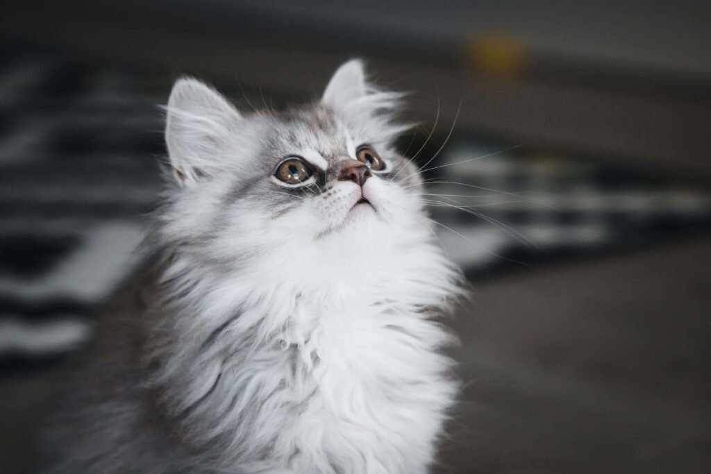 Can Cats Eat Popcorn? Best 7 Expert Tips!