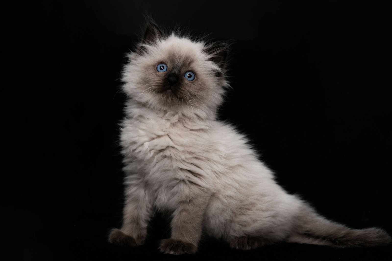 Cat Puking Clear Liquid: Best 7 Expert Tips!