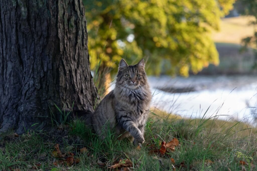 Norwegian Forest Cat Size vs Normal Cat: Best 7 Tips!