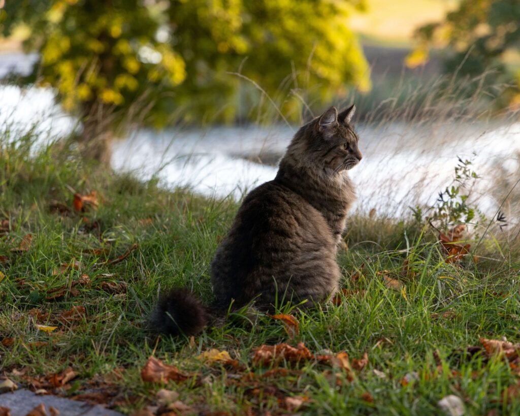 Understanding Cat Breathing Fast: Best 7 Expert Tips!