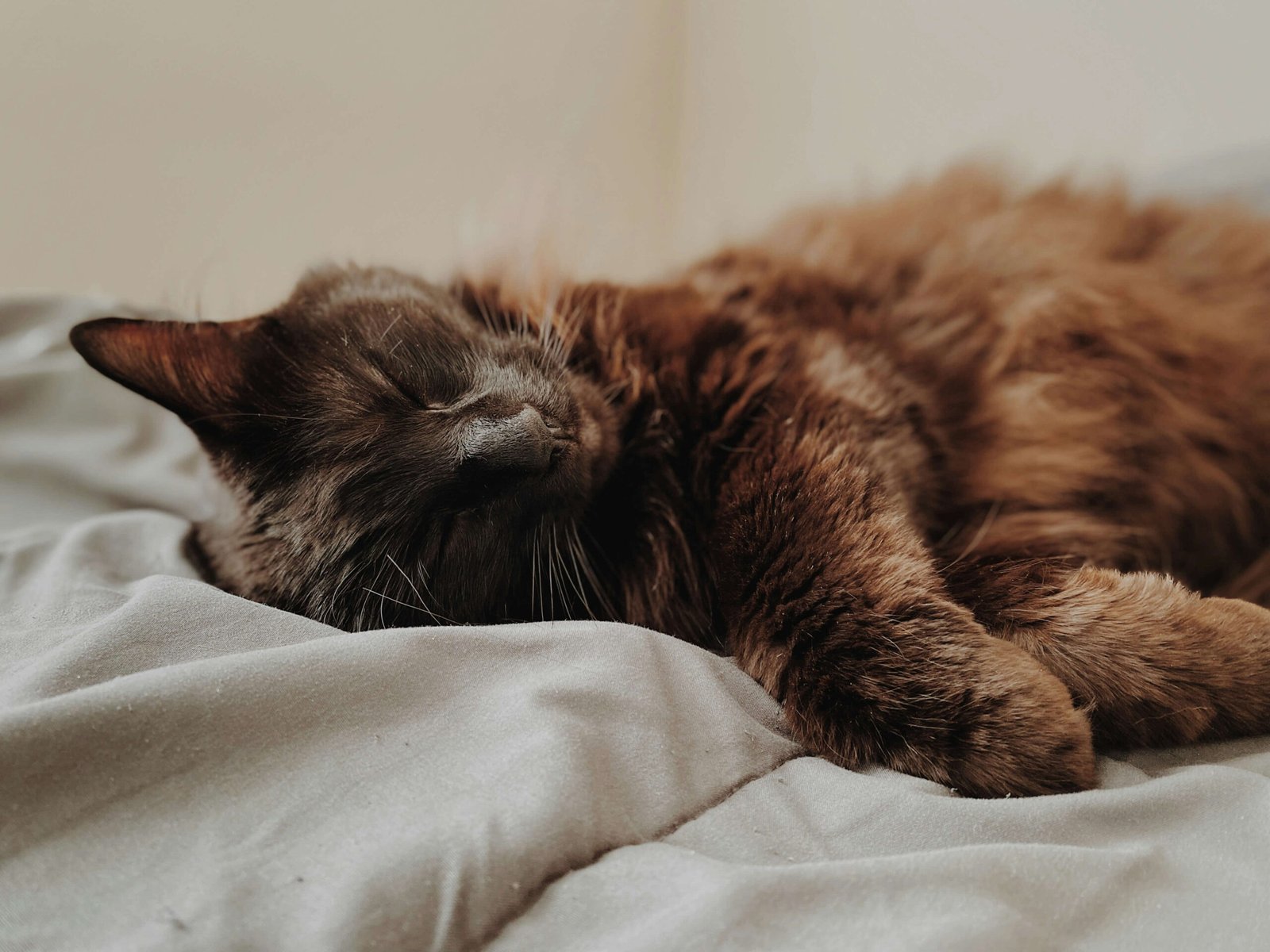What to Expect After Deworming a Cat: Best 7 Expert Tips!