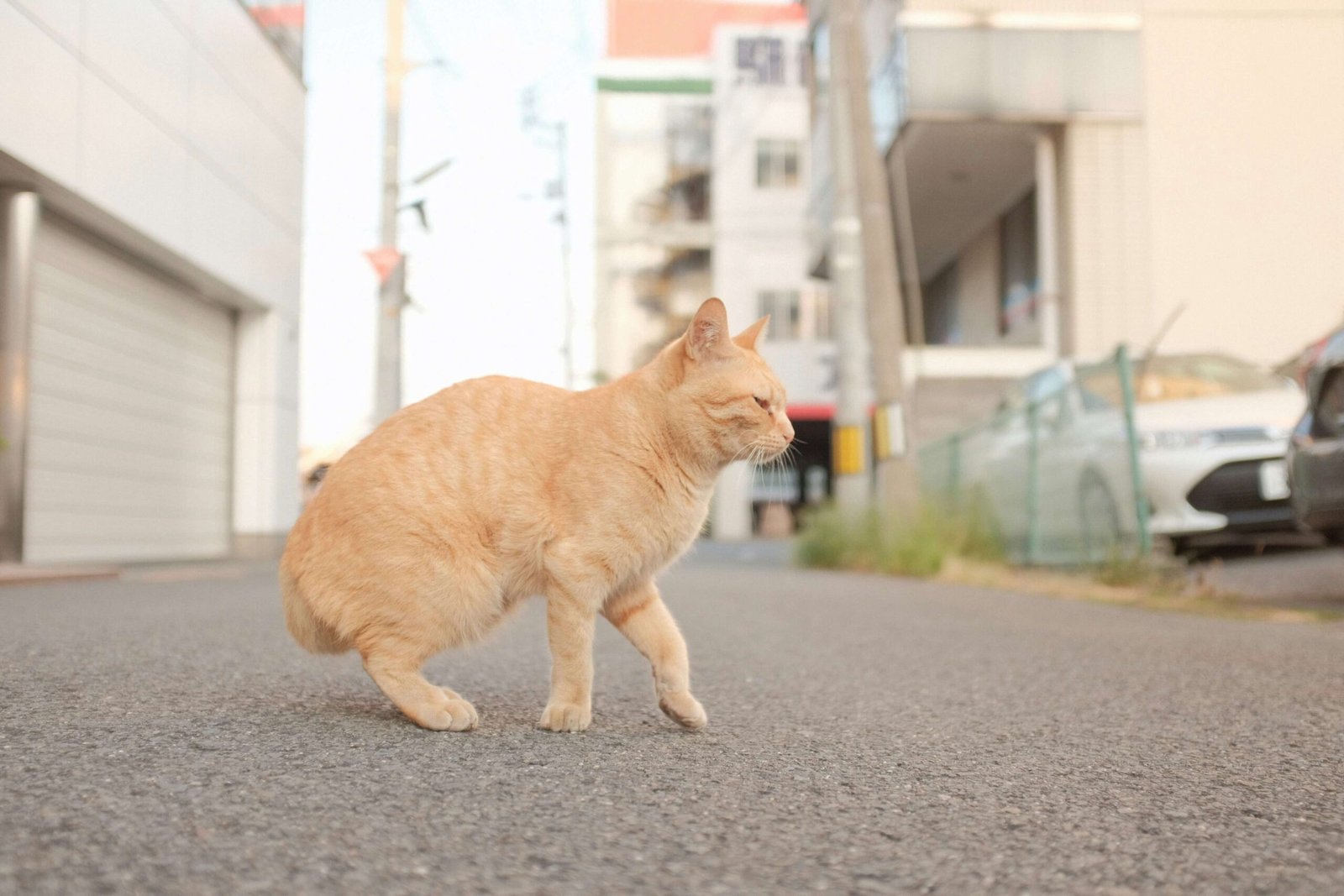How Does an Indoor Cat Get Worms? Best 7 Expert Tips!