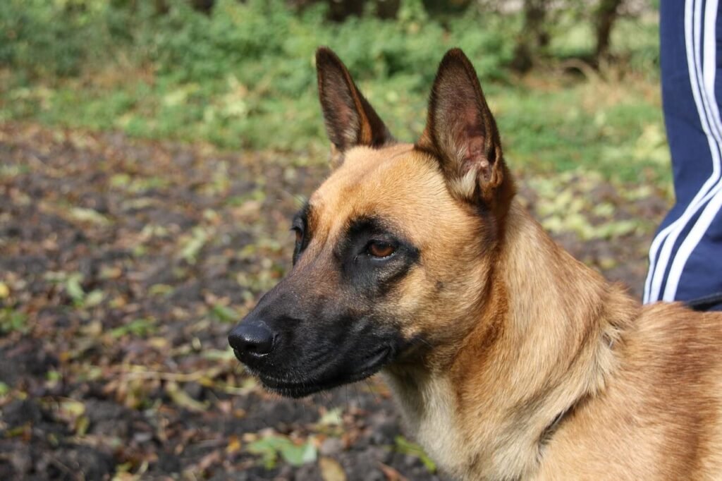 Are Zoomies a Sign of a Happy Dog? Best 7 Expert Tips!