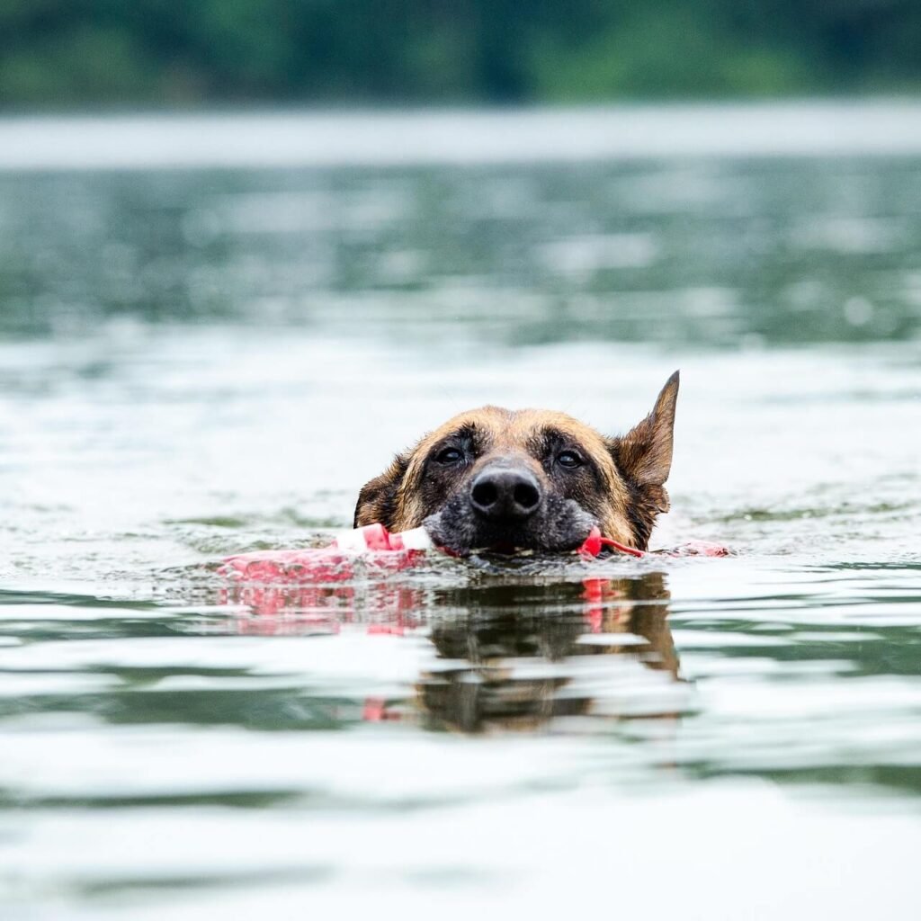 What Does a Dog Whistle Do? Best 7 Expert Tips!