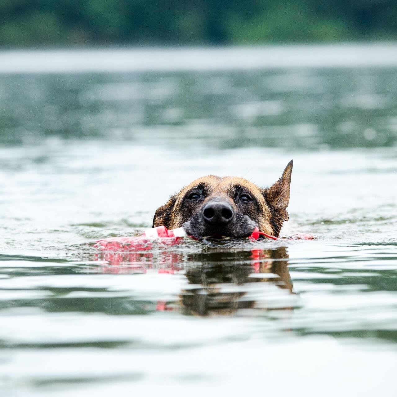What Does a Dog Whistle Do? Best 7 Expert Tips!