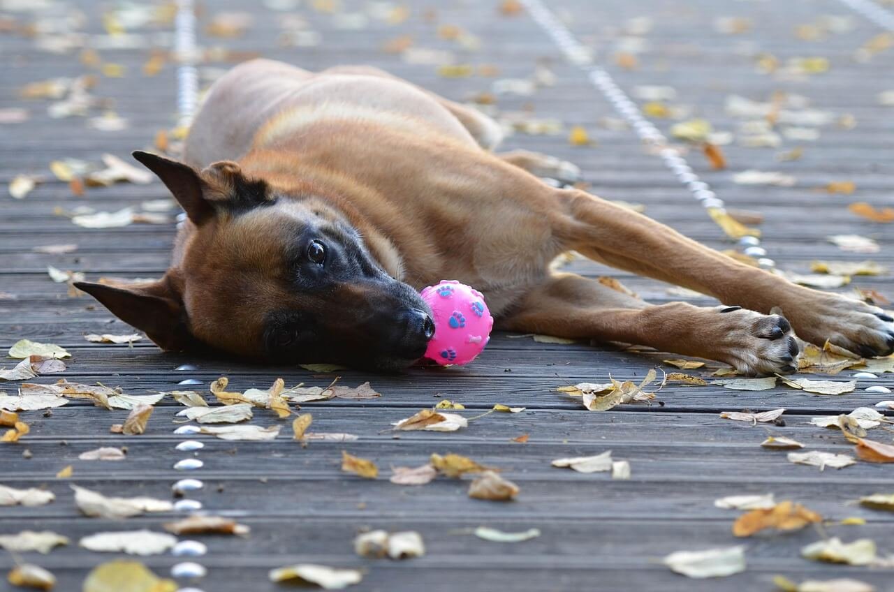 Why Does My Dog Have to Sleep Touching Me? Best 7 Tips!