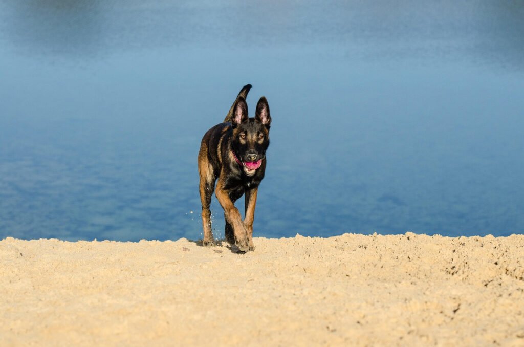 Understanding Portosystemic Shunt in Dogs: Best 7 Tips!