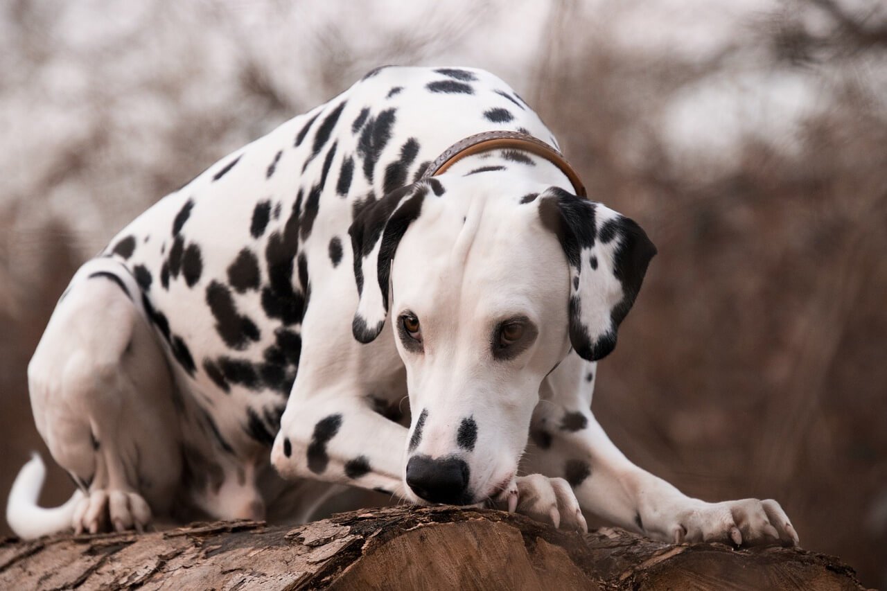 Tackling Aggressive Dog Training: Best 7 Expert Tips!