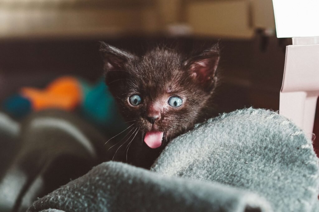 The Unique World of Cat Poop Coffee: Best 7 Expert Tips!