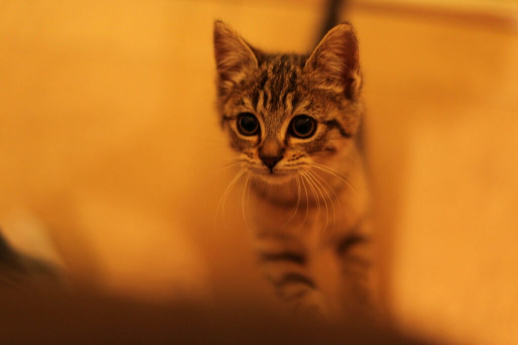 Why Is My Cat Flicking the End of Their Tail? Best 7 Tips!