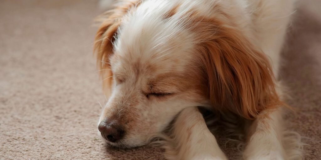 Why Does My Dog Chew on Rocks? Best 7 Expert Tips!