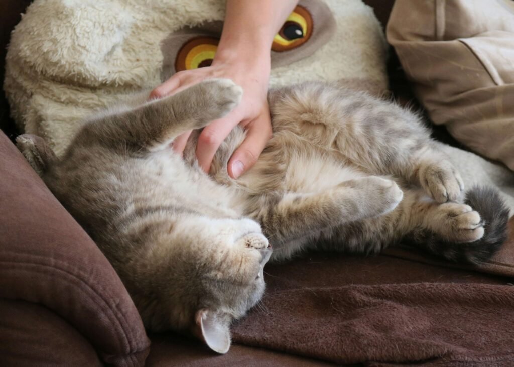 Why Do Cats Rub Against You? Best 7 Expert Tips!