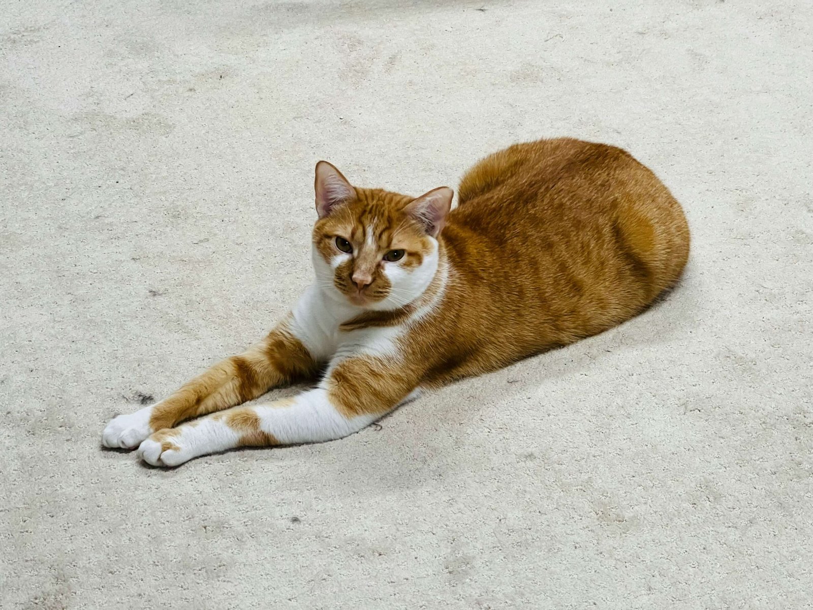 Why Does My Cat Watch Me Poop? Best 7 Expert Tips!