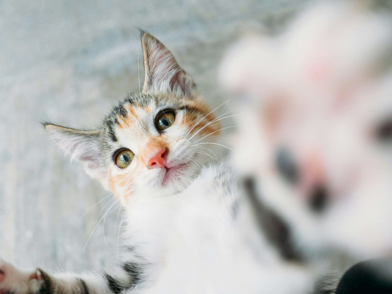 How Do Cats Get Worms? Best 7 Health Tips!