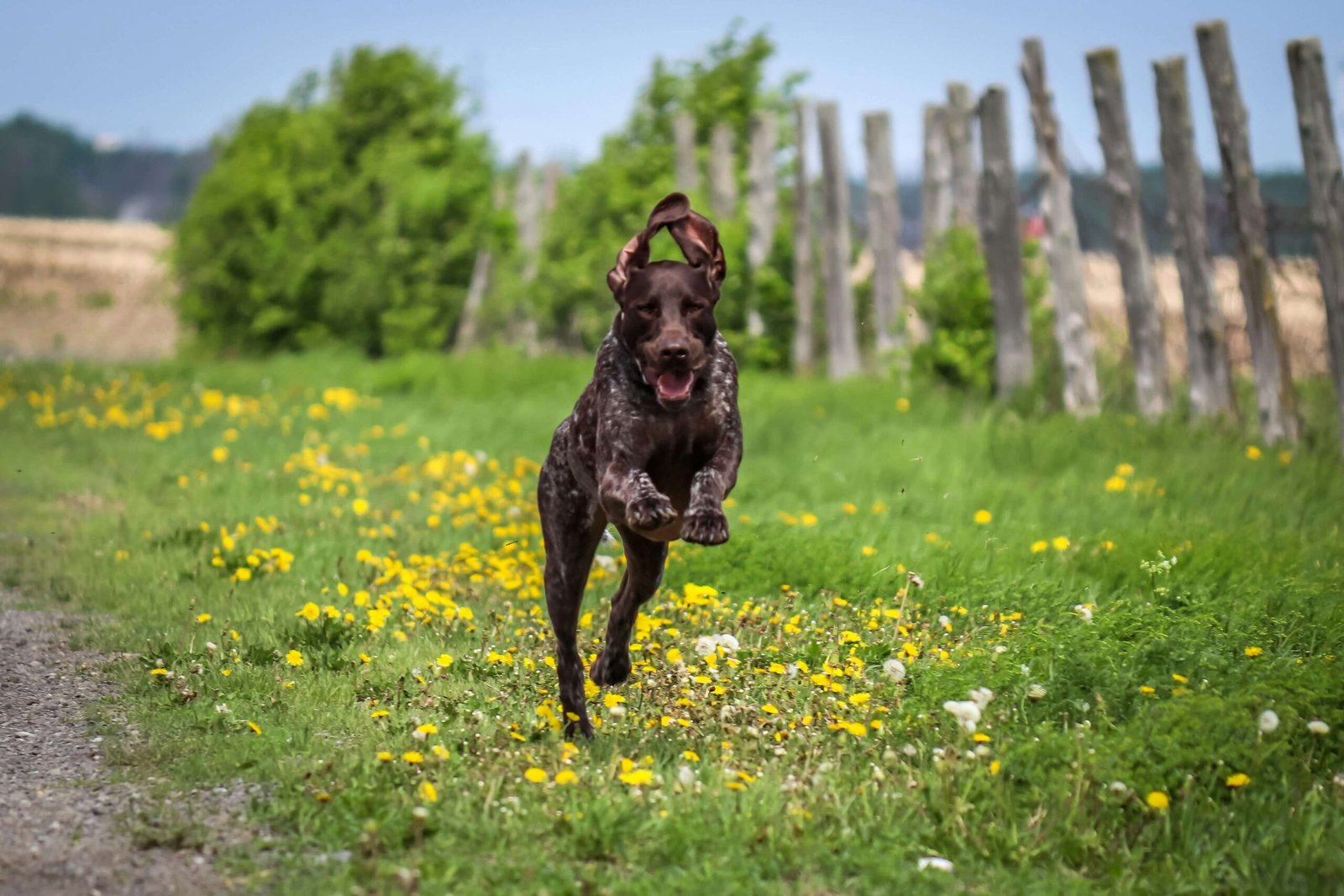 German Hunting Dogs: Best 7 Expert Tips!