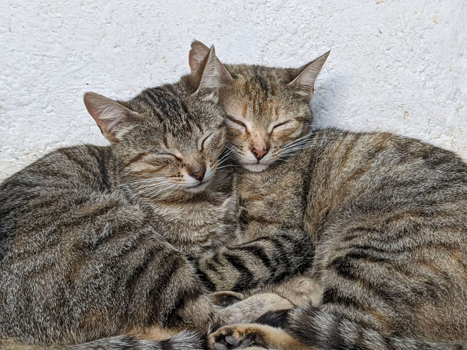 Can I Take a Stray Cat to the Vet for Free? Best 7 Tips!