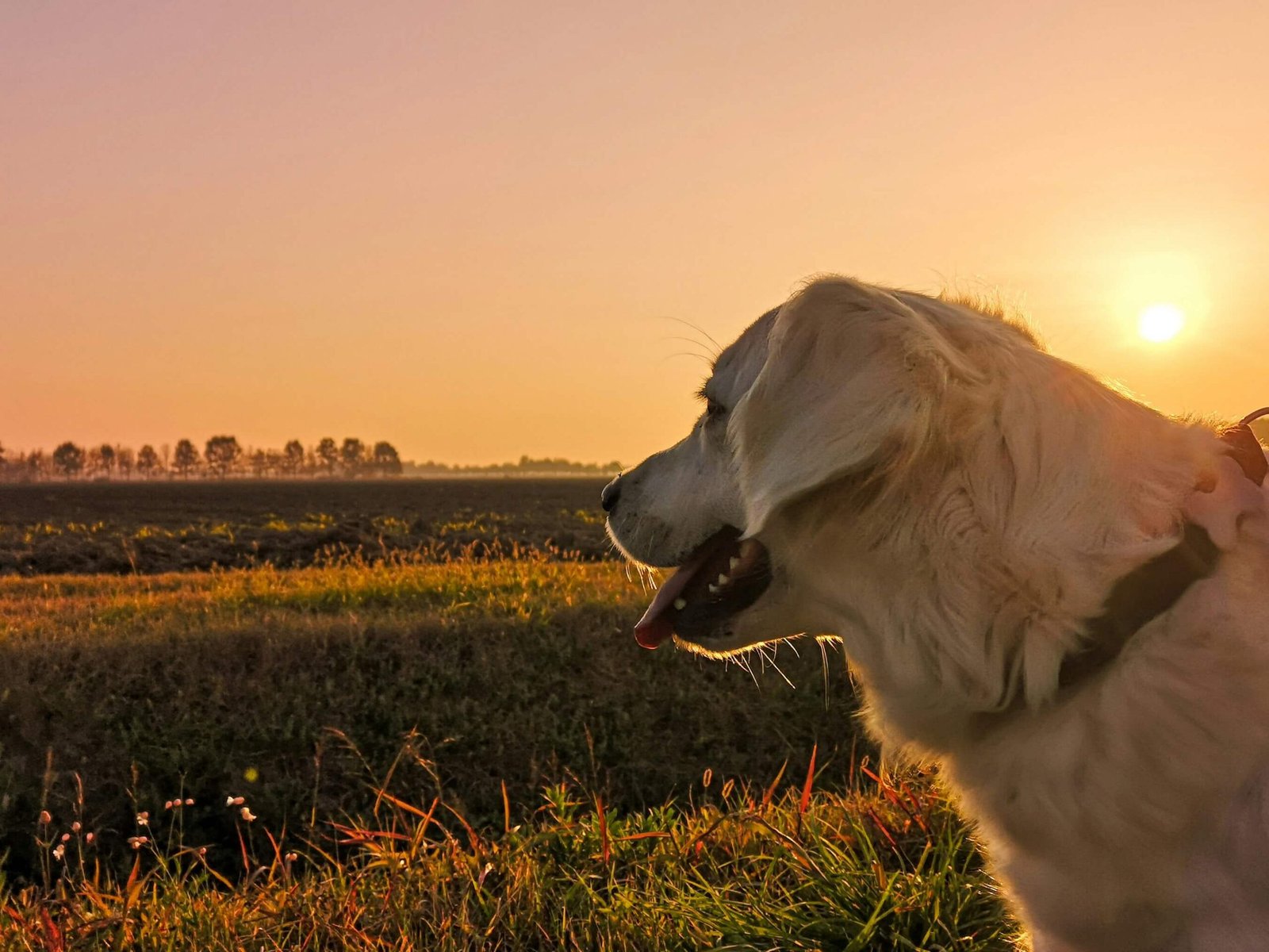 Understanding Dog Hind Leg Anatomy and Muscles: Best 7 Tips!