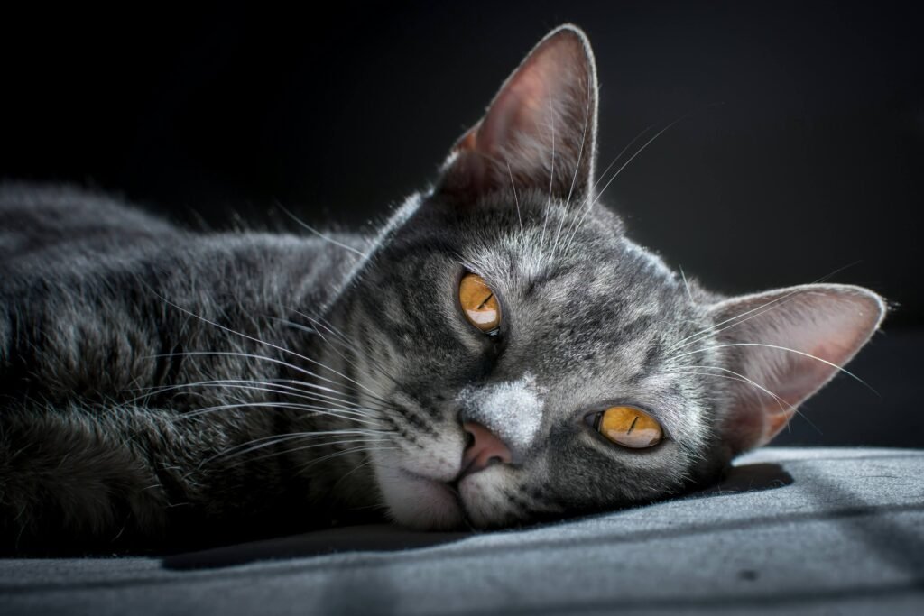Why Does My Cat Eat Too Fast and Throw Up? Best 7 Tips!