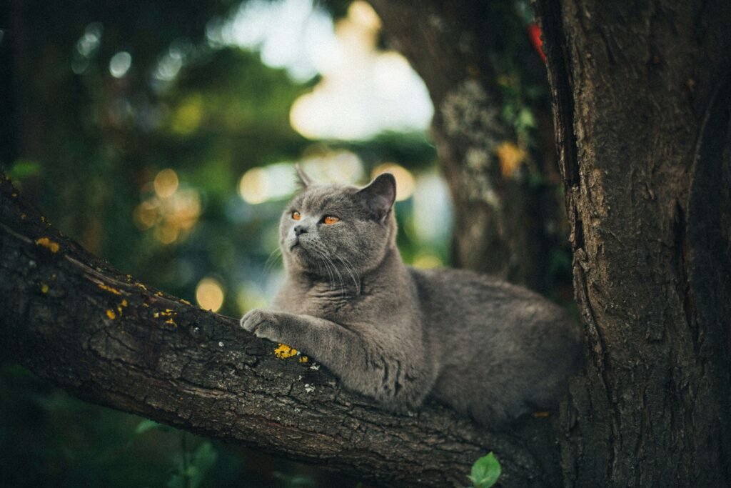 Cat Breeds for Kids: Best 7 Expert Tips!