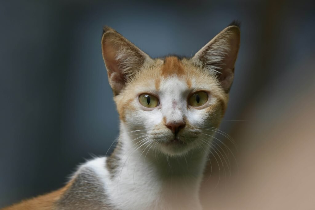 Can Cat Urine Make You Sick? Best 7 Expert Tips!