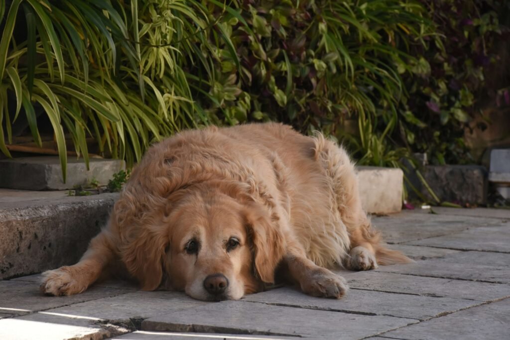 Signs Your Dog Needs Anal Glands Expressed: Best 7 Tips