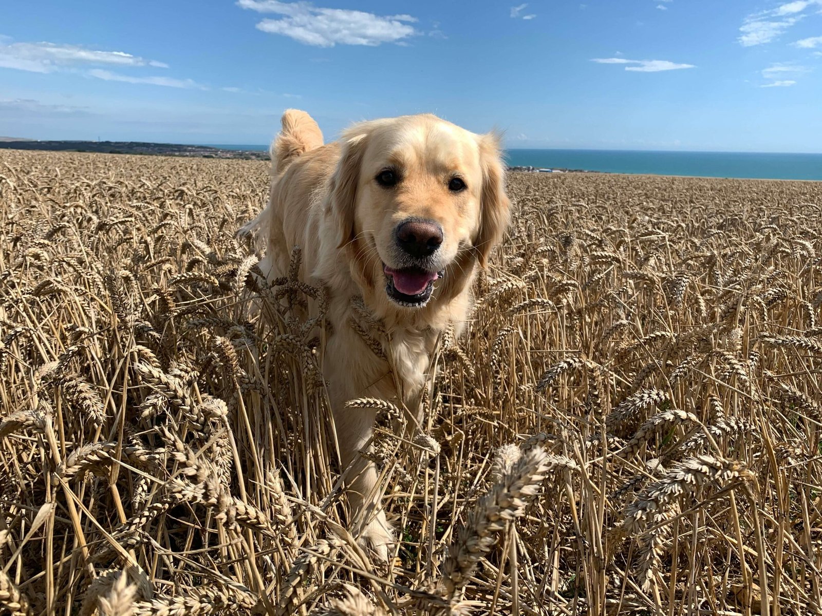 Understanding End-Stage Dog Liver Failure: Best 7 Tips!